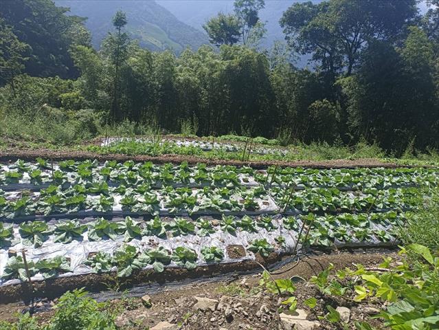 生產者圖片