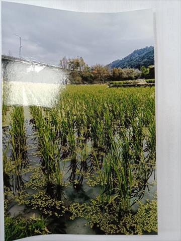 生產者圖片
