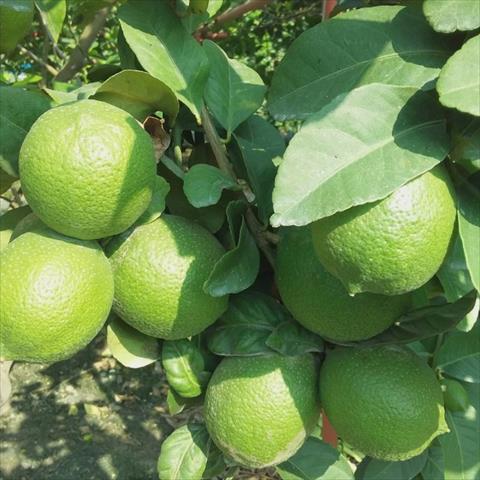 生產者圖片