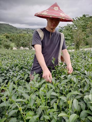 生產者圖片