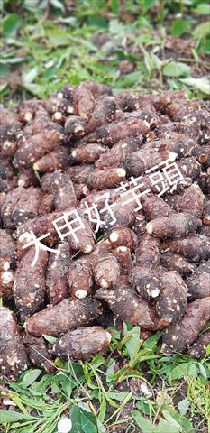 生產者圖片