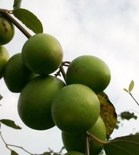 生產者圖片