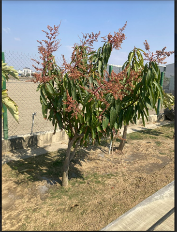 生產者圖片