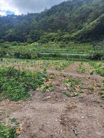 生產者圖片
