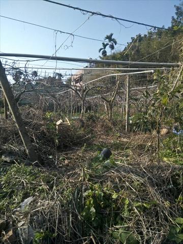 生產者圖片