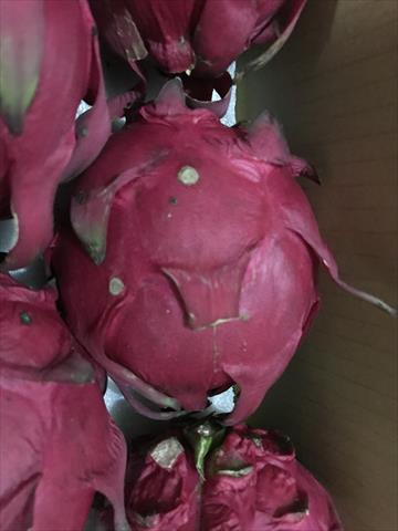 生產者圖片