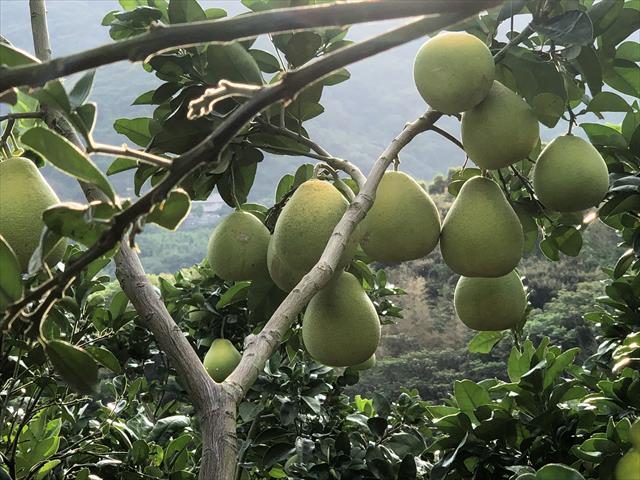 生產者圖片