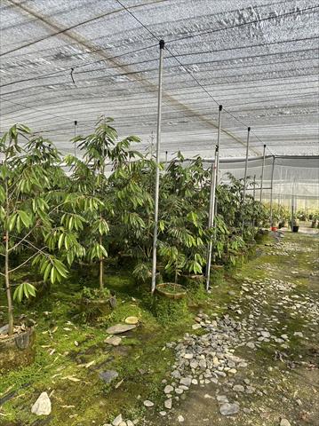 生產者圖片