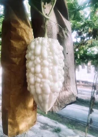 生產者圖片