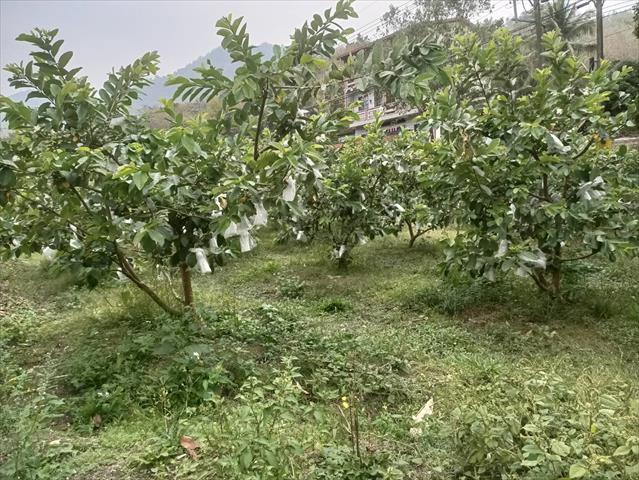 生產者圖片