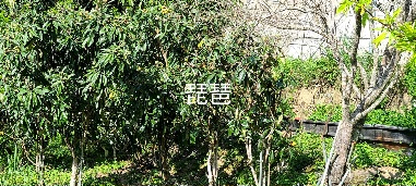 生產者圖片