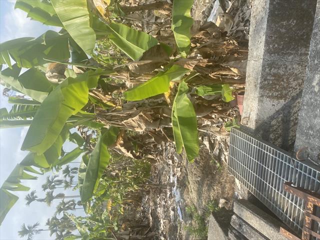 生產者圖片