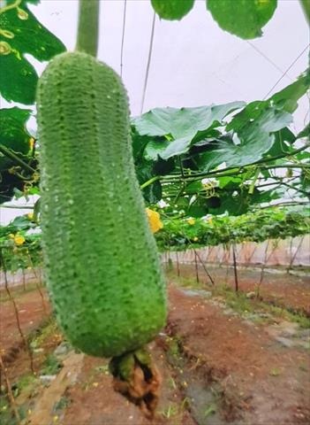 生產者圖片