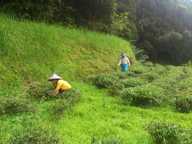 生產者圖片