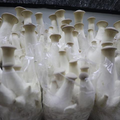 生產者圖片