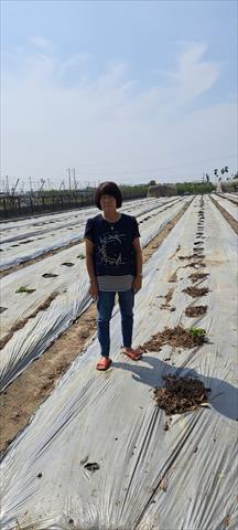 生產者圖片
