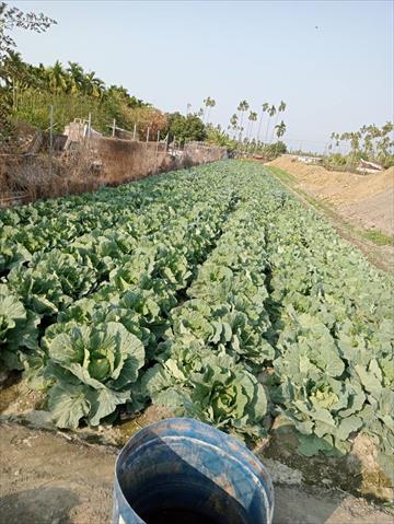 生產者圖片
