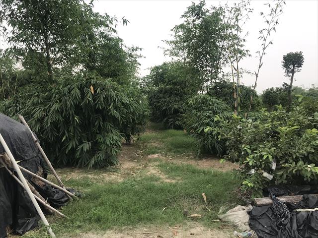 生產者圖片