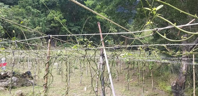 生產者圖片