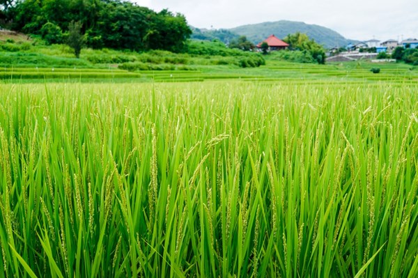 生產者圖片