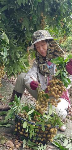 生產者圖片