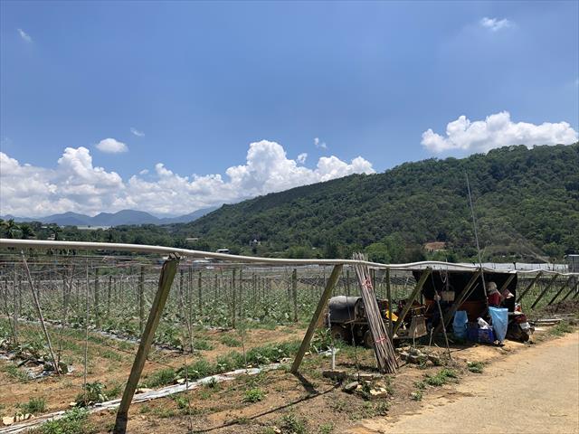 生產者圖片
