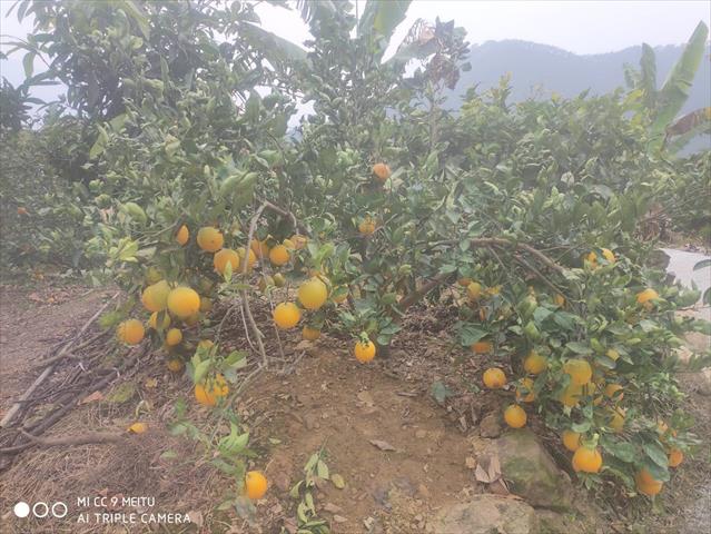 生產者圖片