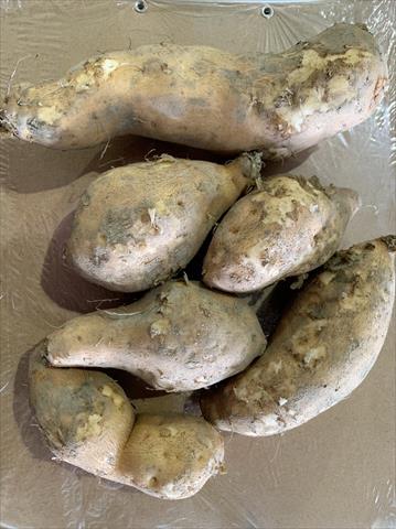 生產者圖片