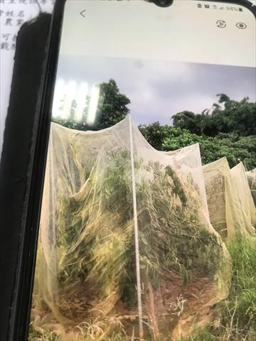生產者圖片