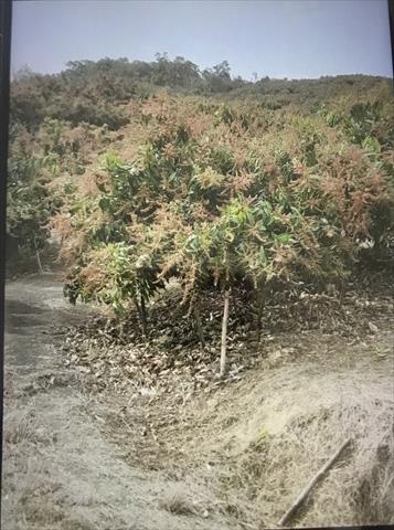 生產者圖片