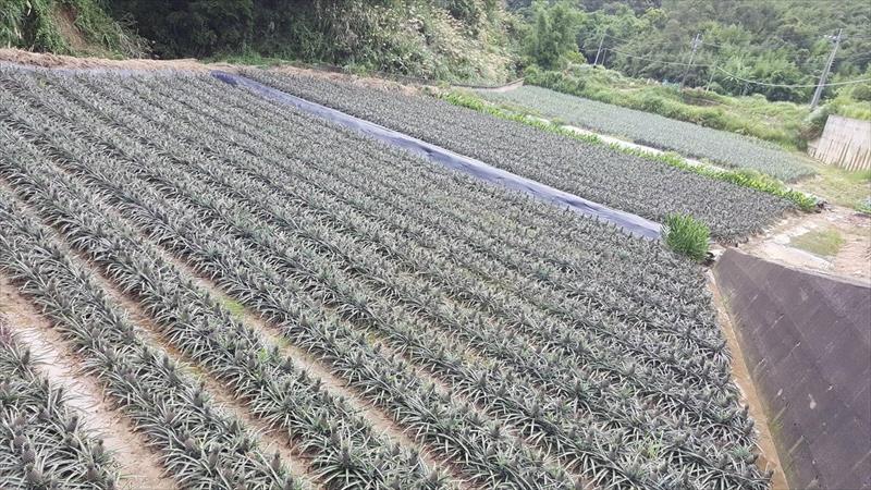 生產者圖片