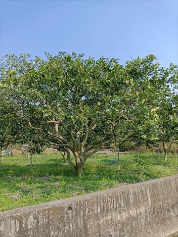 生產者圖片