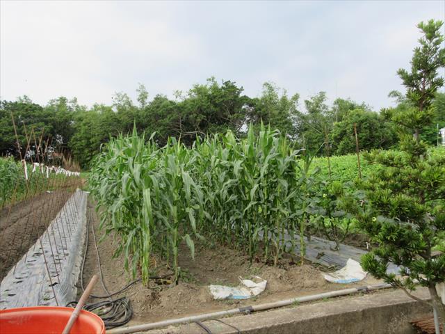 生產者圖片