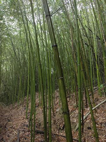生產者圖片