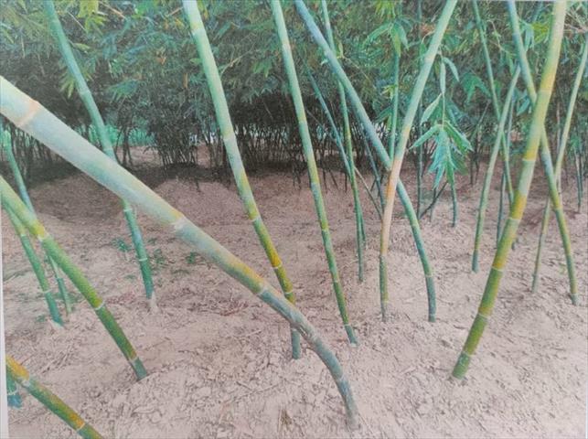 生產者圖片