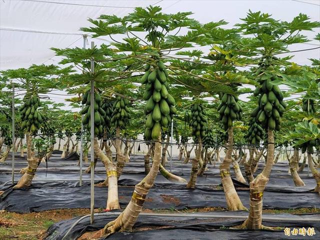 生產者圖片