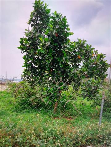 生產者圖片