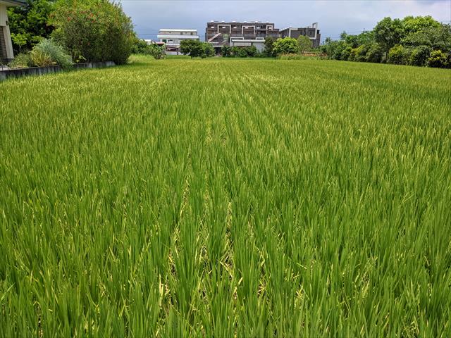 生產者圖片