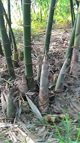 生產者圖片