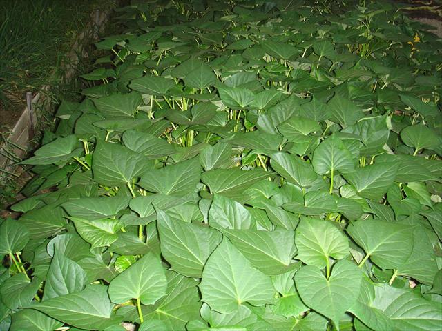 生產者圖片
