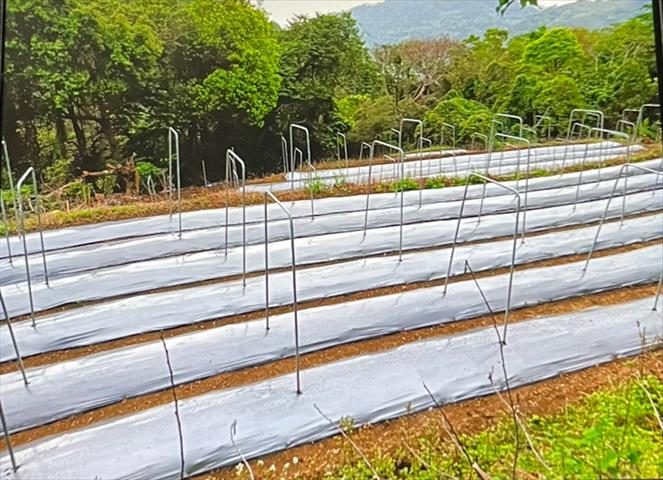 生產者圖片