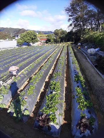 生產者圖片