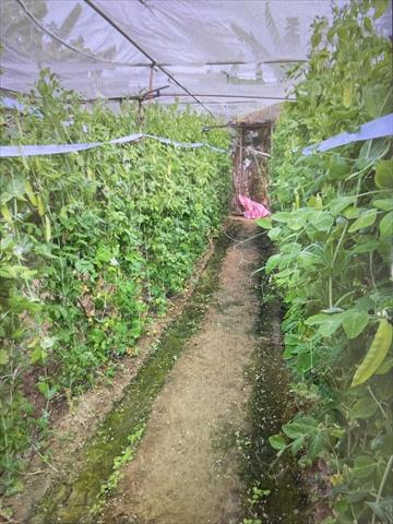 生產者圖片