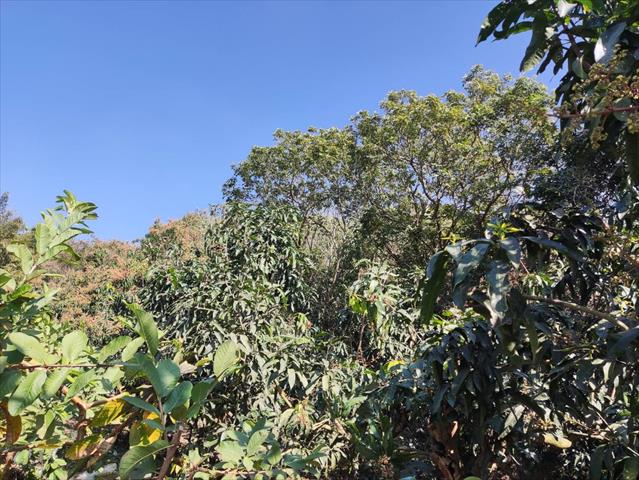 生產者圖片