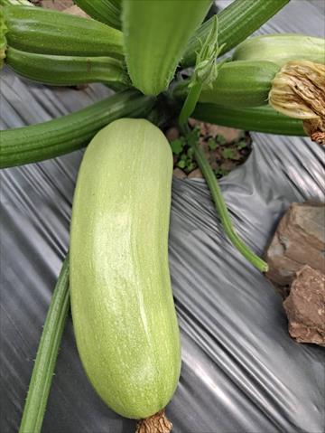 生產者圖片