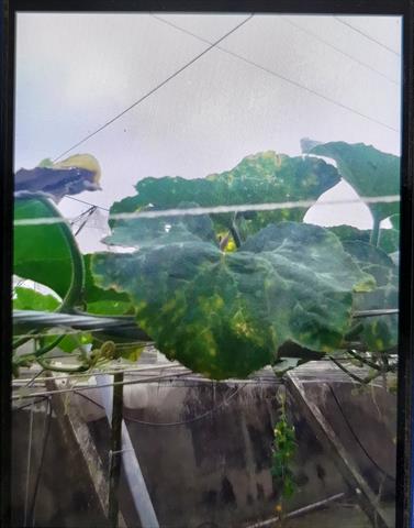 生產者圖片
