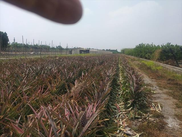 生產者圖片