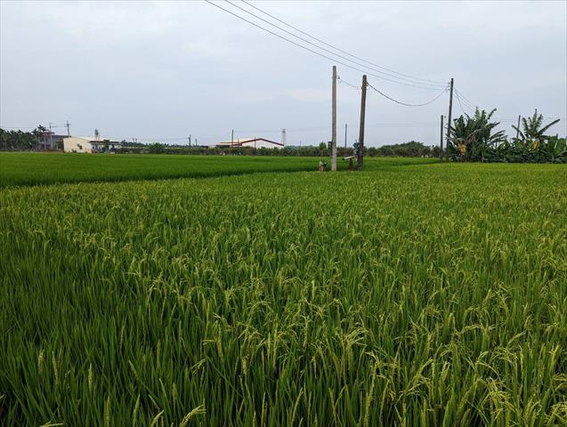 生產者圖片