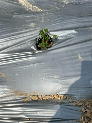 生產者圖片