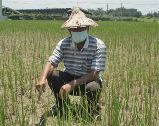 生產者圖片